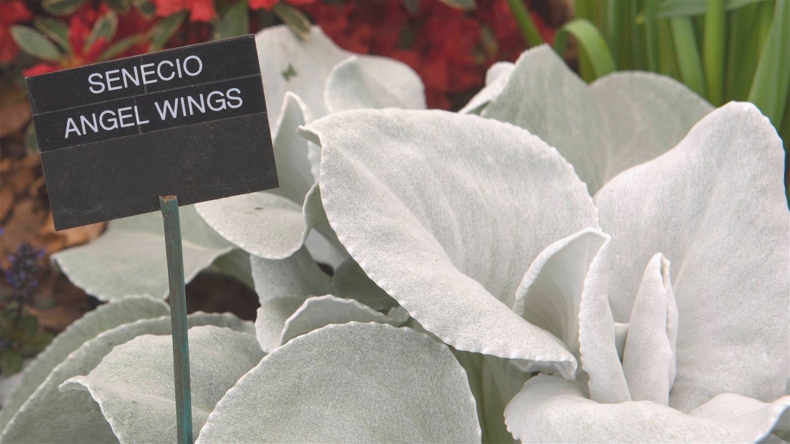 How To Grow And Care For A Angel Wings Plant