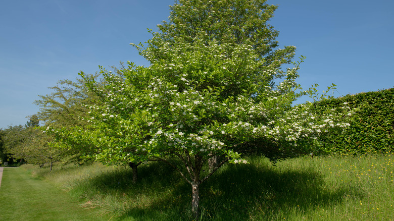 hawthorn tree with white flowers blossoming