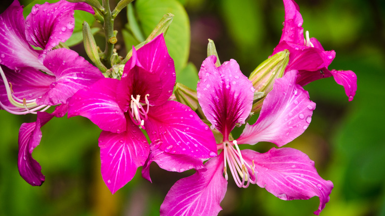 Hong Kong orchid tree flower