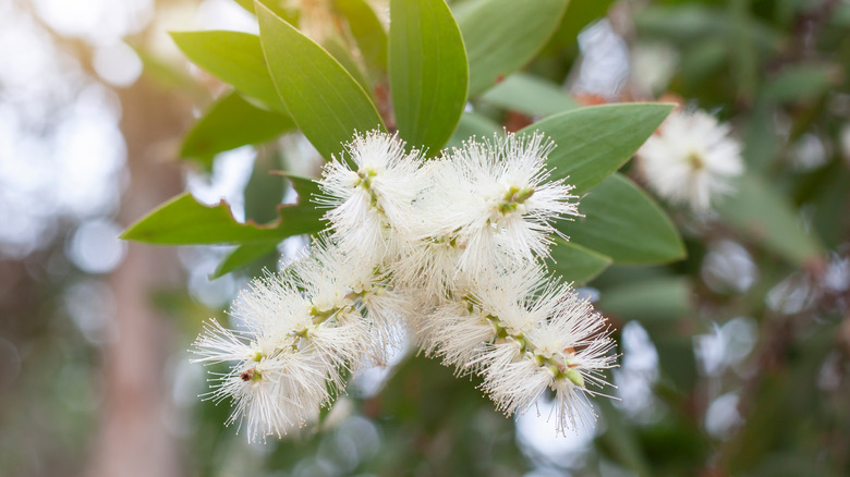 melaleuca tree flower