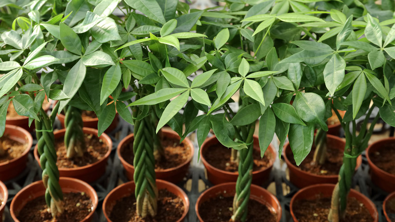 Several money trees in pots