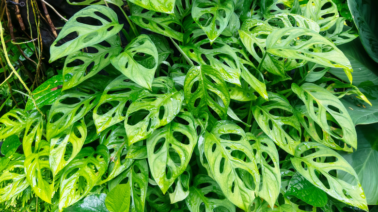 Leaves of monkey mask plant