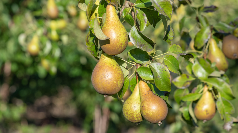 Close up of pears