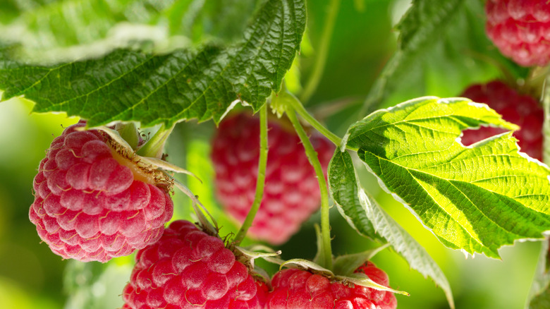 Cluster of ripe raspberries