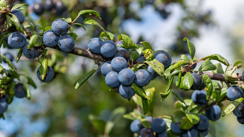 Sloe berry tree