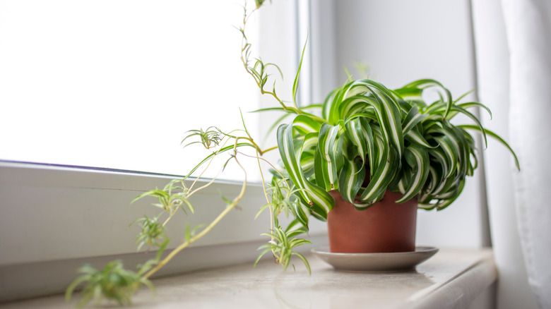 Spider plant on windowsill