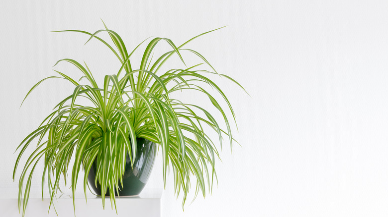 Spider plant black pot