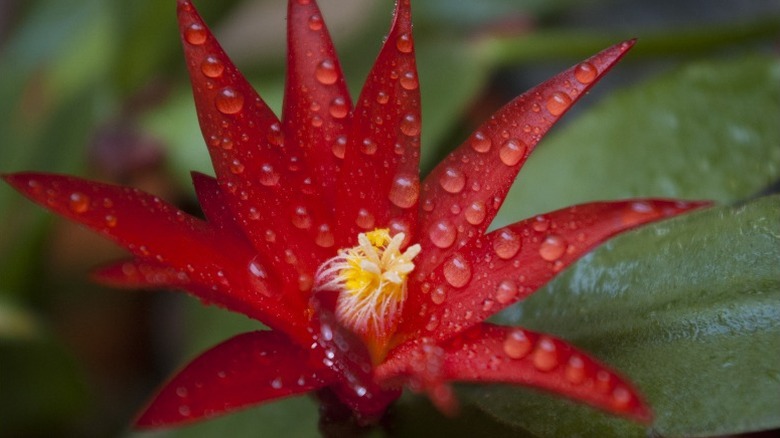 red spring cactus flower with dew