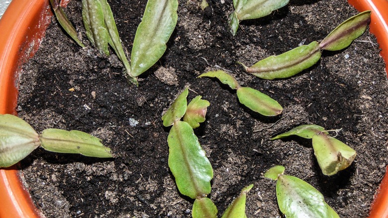 close up cactus in soil
