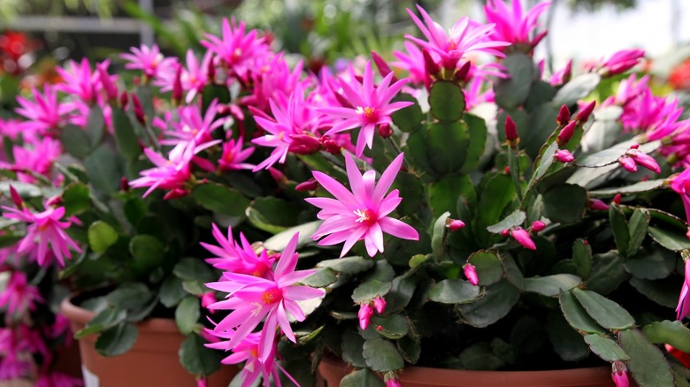 potted pink spring cacti