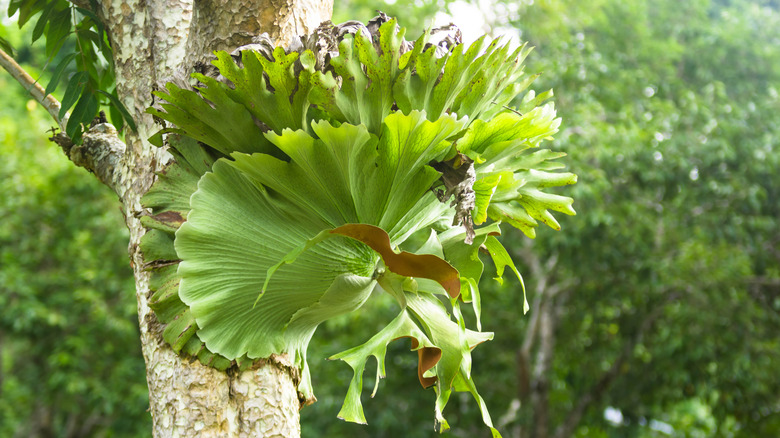 Wild staghorn fern