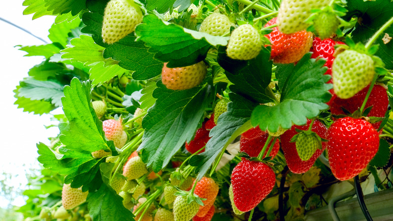 Strawberry plants