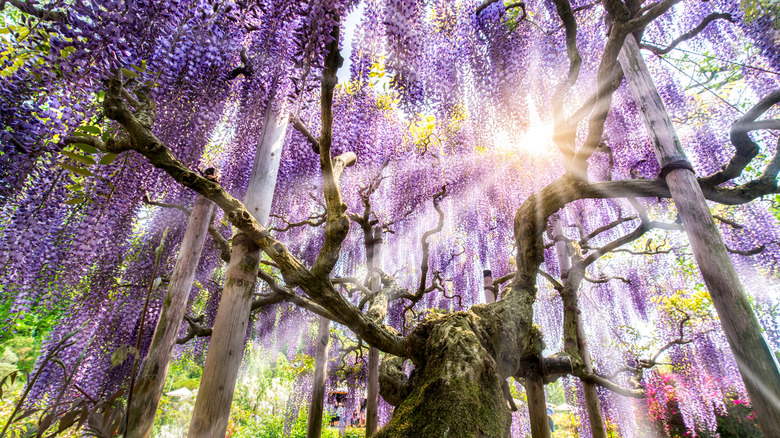 Wisteria tree trunk and flowers