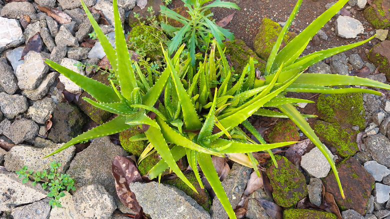 Aloe vera plant growing outdoors near rocks