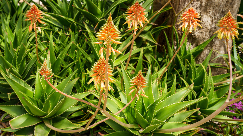 Gorgeous aloe vera flowers on spikes adorn the plant.