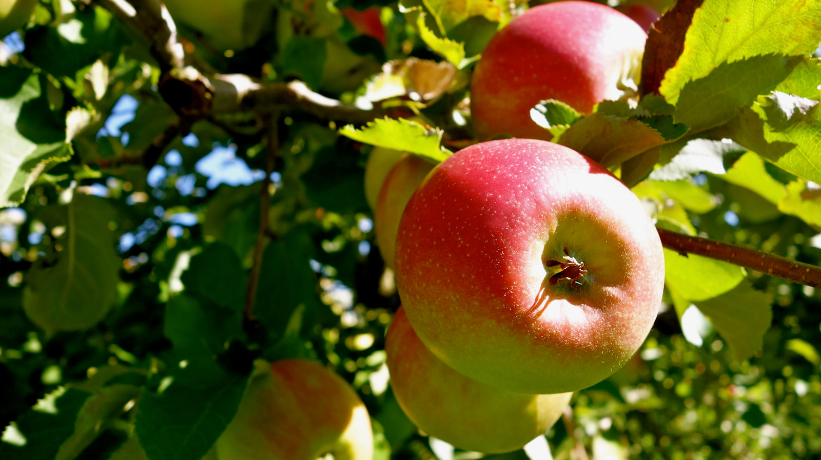 Cortland Apple Tree - Stark Bro's