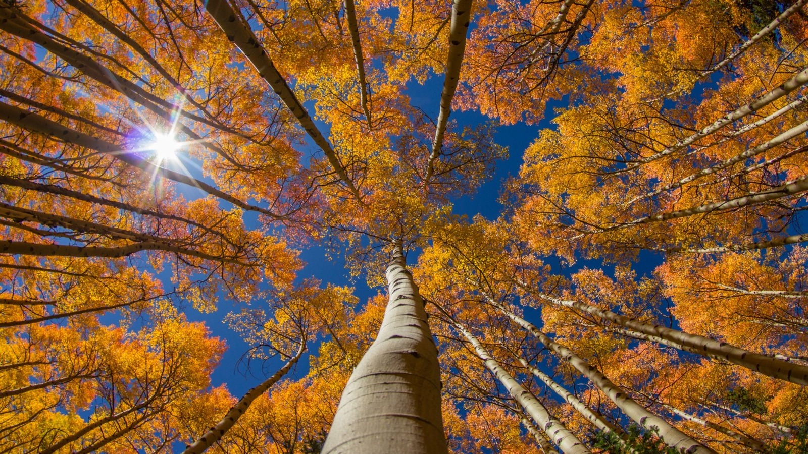 How To Grow And Care For An Aspen Tree How To Grow And Care For An Aspen Tree