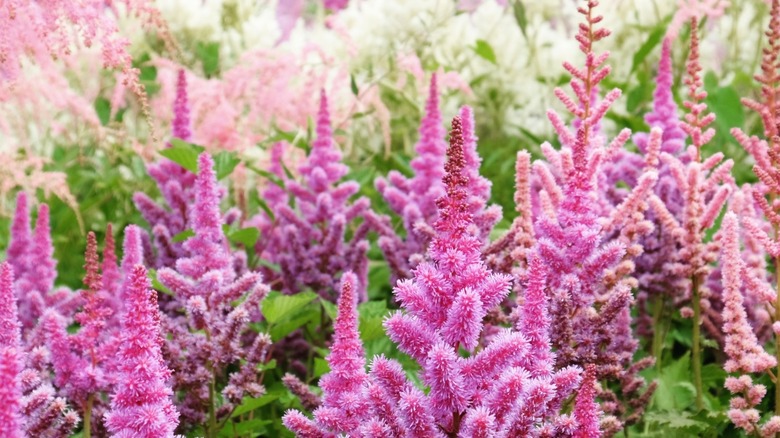 pink False goat's beard in field