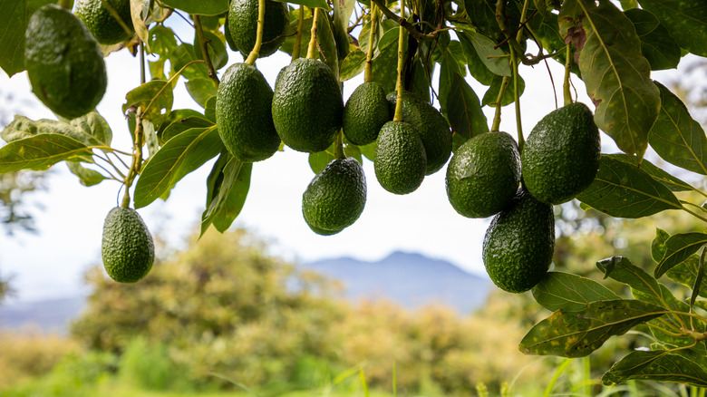 avocado fruit branch