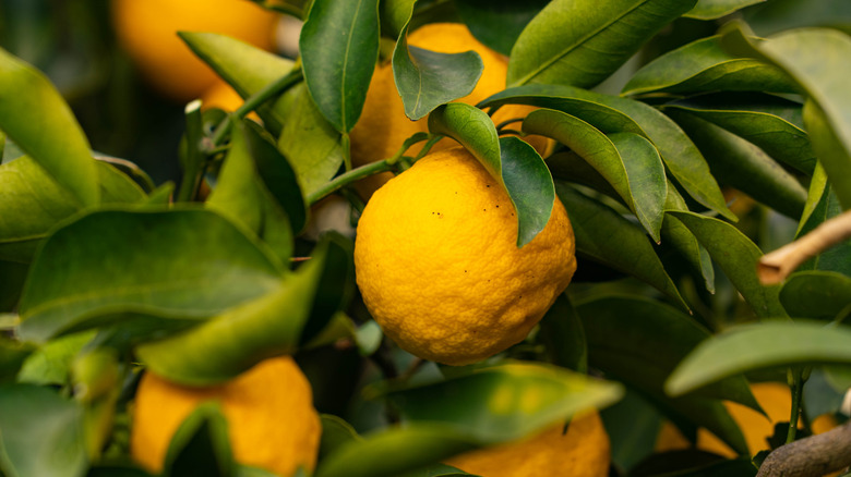 Orange fruit on tree