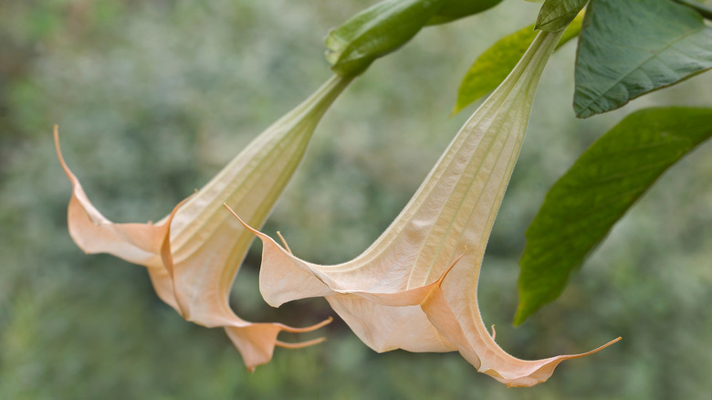Light pink angel's trumpet flowers