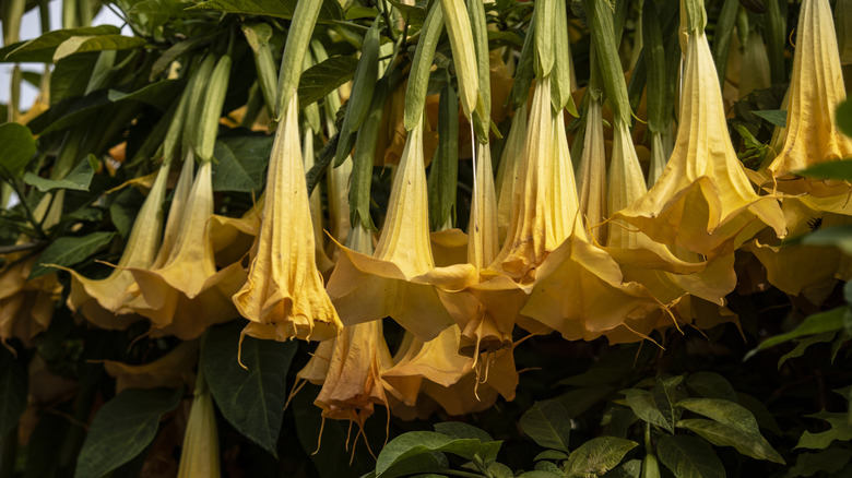 Yellow angel's trumpet flowers