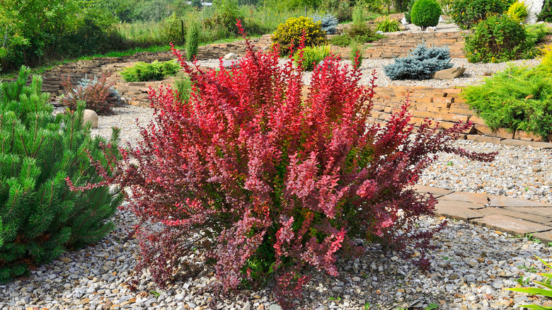 Barberry shrub