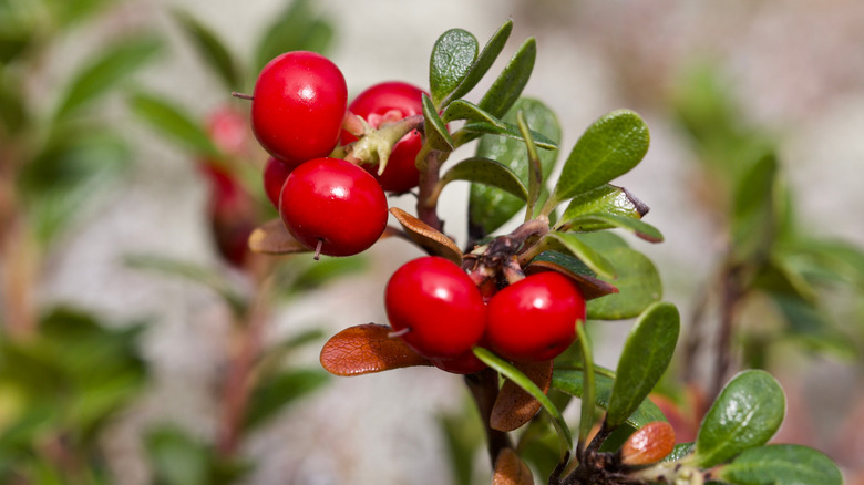 Common bearberry bush