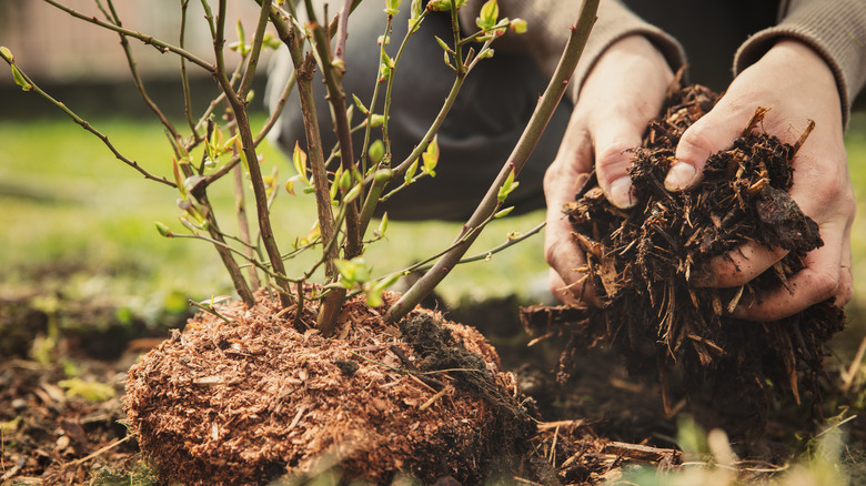Planting a blueberry bush