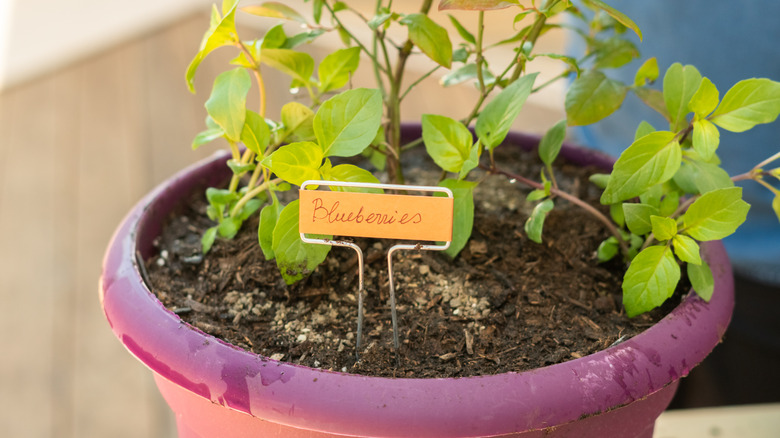 Blueberry plant in a container