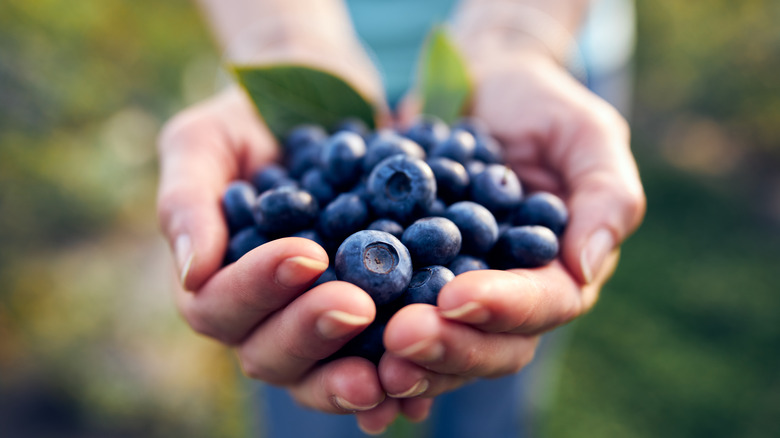 two hands full of blueberries