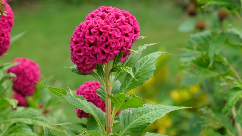 Pink celosia cockscomb flower