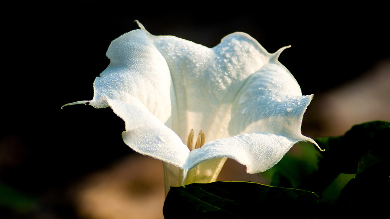 White datura flower in bloom