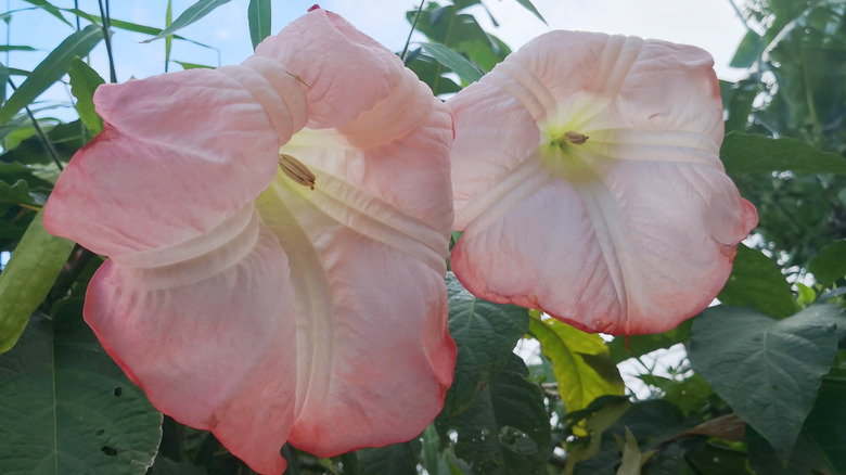 Peach datura flowers