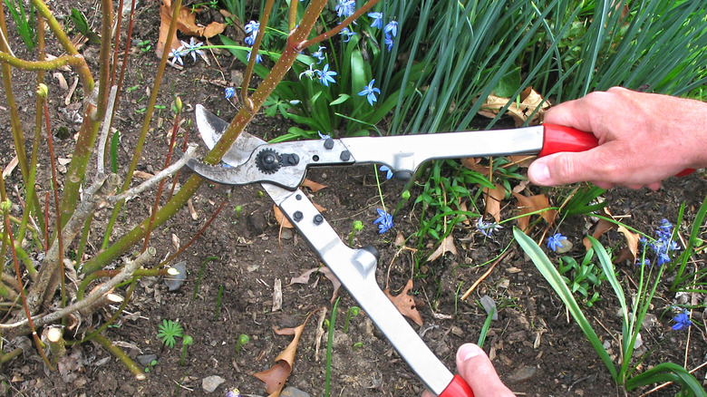 pruning red twig dogwood bush