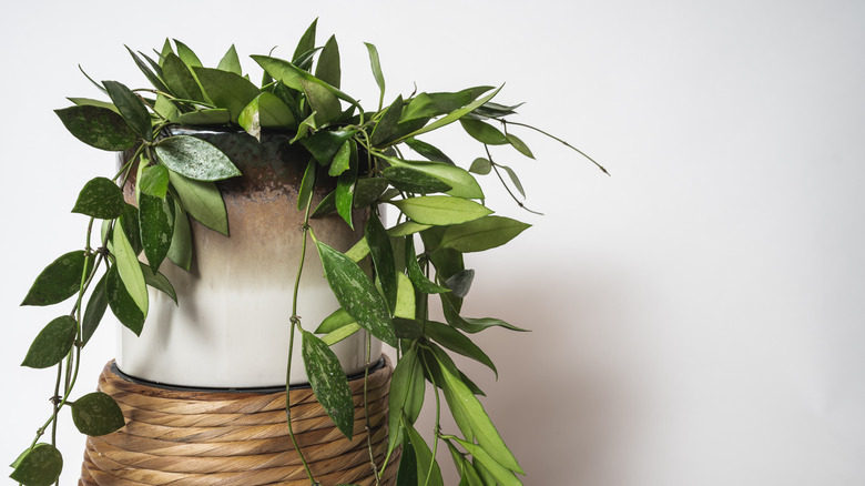 mature hoya in ceramic pot