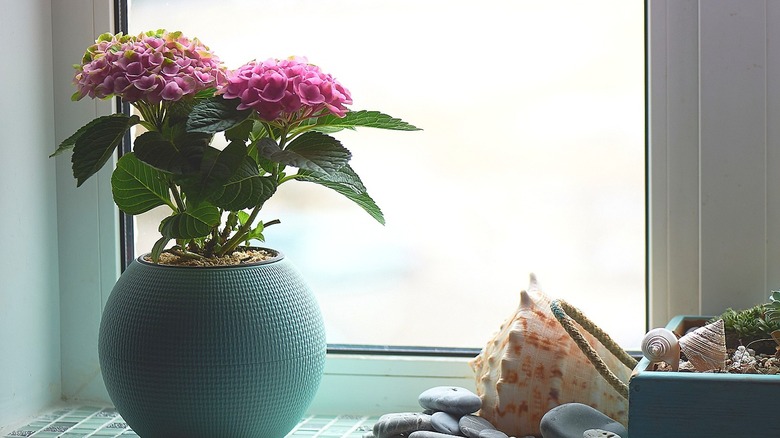 Hydrangeas in pot near window