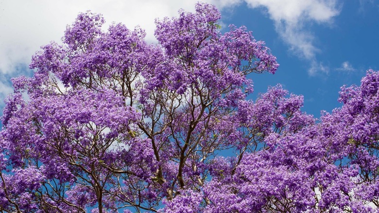 Jacaranda tree against the sky