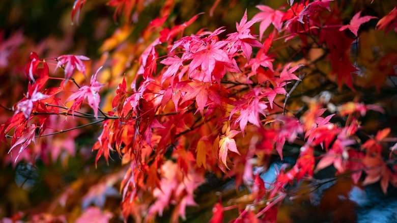 Japanese Maple  Yale Nature Walk