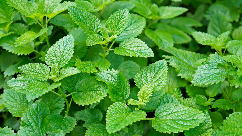 Melissa officinalis lemon balm plant