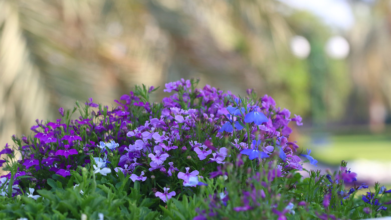 blue and purple lobelia flowers