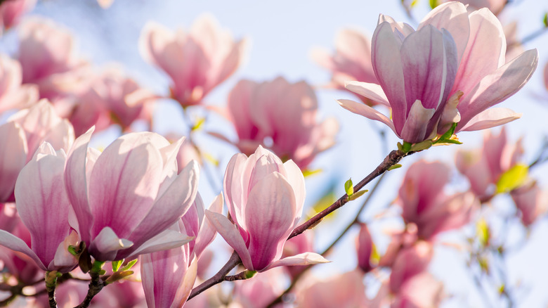 Magnolias in the spring
