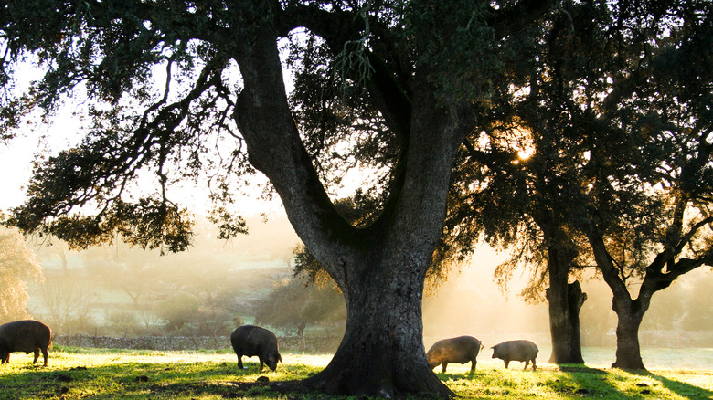 huge oak tree with pigs