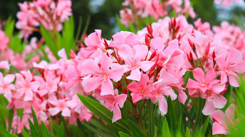 Closeup of pink oleander