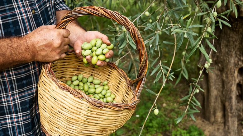 How To Grow And Care For Olive Trees