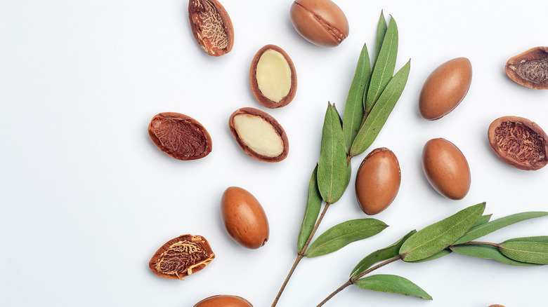 How To Grow And Care For Olive Trees How To Grow And Care For Olive Trees