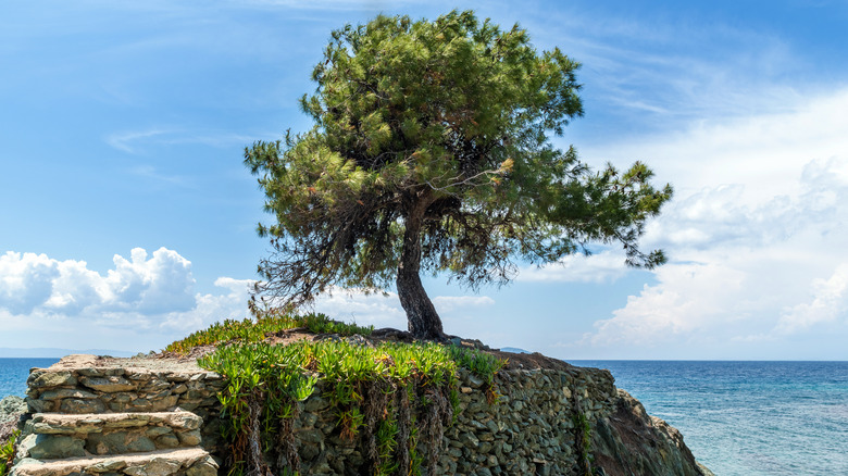 olive tree along the sea