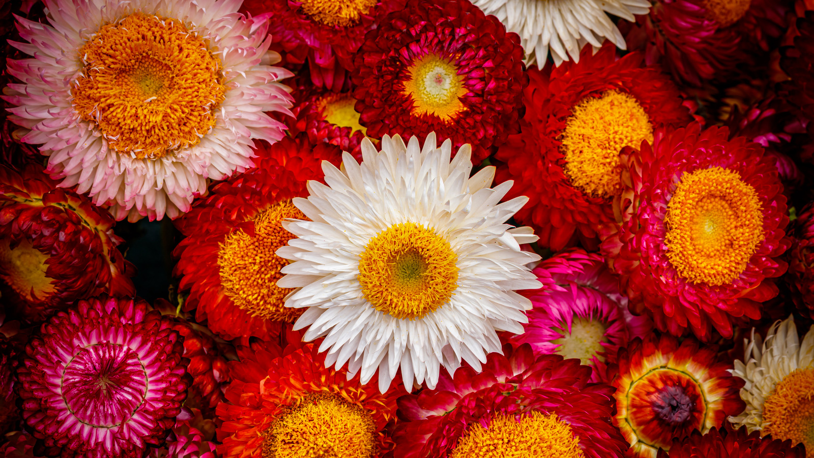 Strawflower Seed, Helichrysum Mixed Peach and Apricot Shades