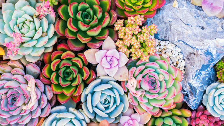 Collection of colorful succulents