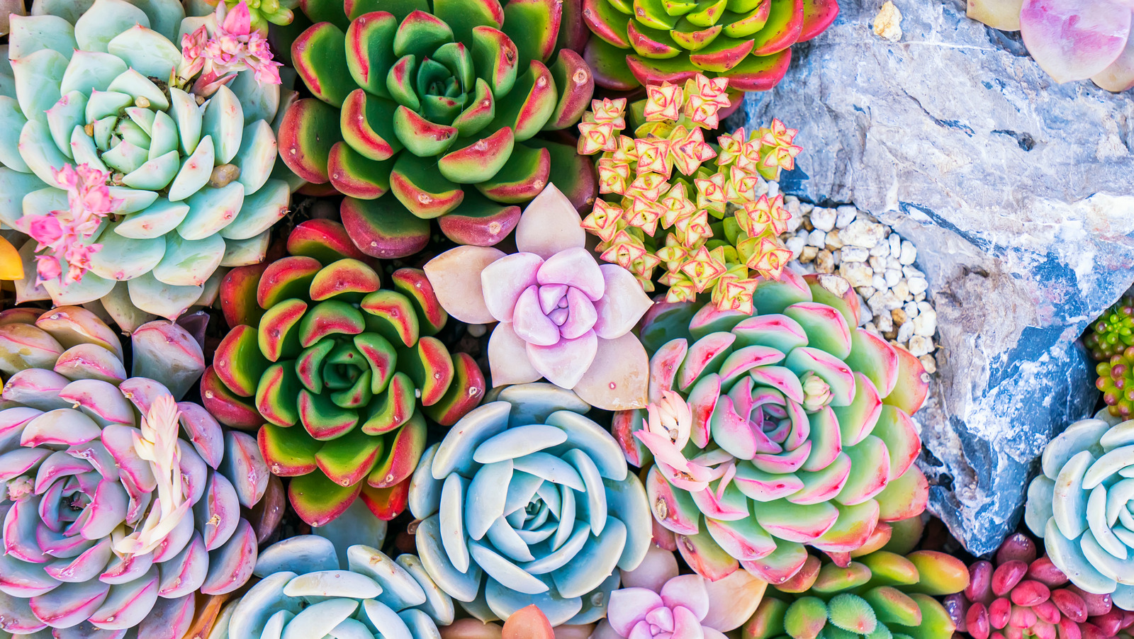 How To Grow And Care For Succulent Cuttings